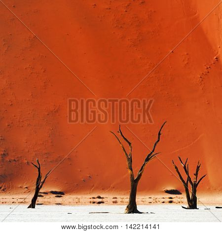 Dead Camelthorn Trees against red dunes in Deadvlei Sossusvlei. Namib-Naukluft National Park Namibia Africa