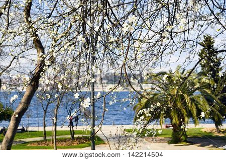 Turkey - Bosphorus Uskudar coast flowering trees spring blossoms spring flowers.