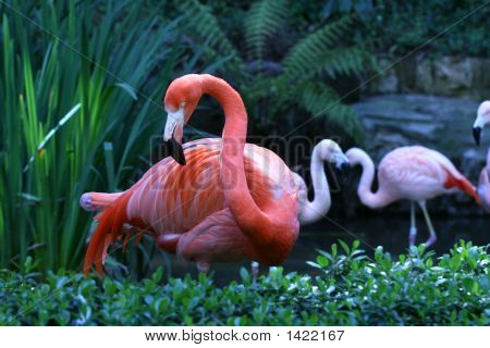 Flamingo ser tilbage