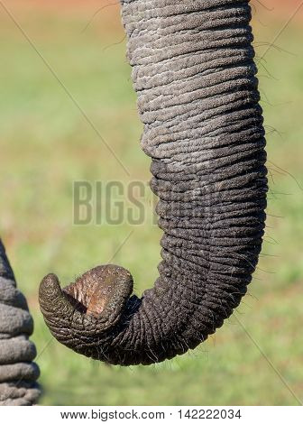 Close up of an African elephant trunk showing it's prehensile tip