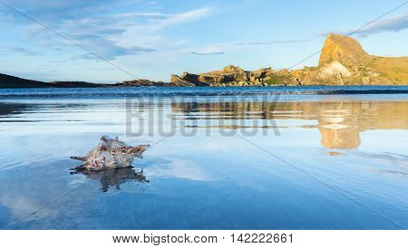 Seashell on the very flat beach of Casttlepoint New Zealand.