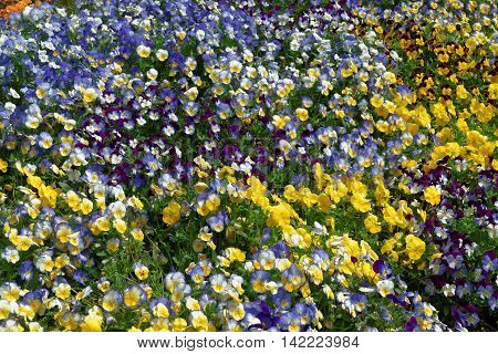 Bright And Colorful Pansies And Violas In The Flowerbed