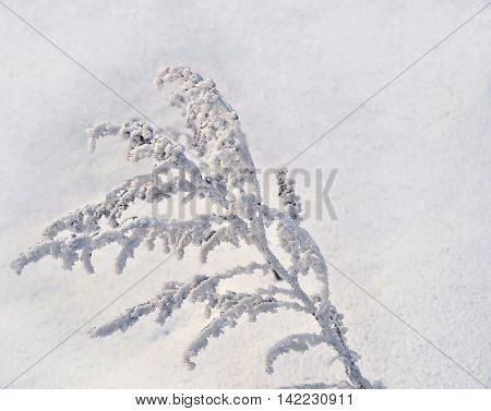 Hoarfrost rime on a branch dry grass snow covered in sunlight frost and sun - winter background