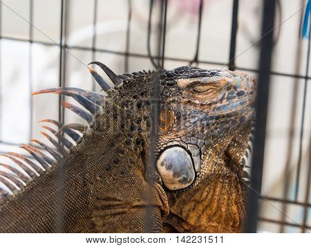 Iguana  In A Cage