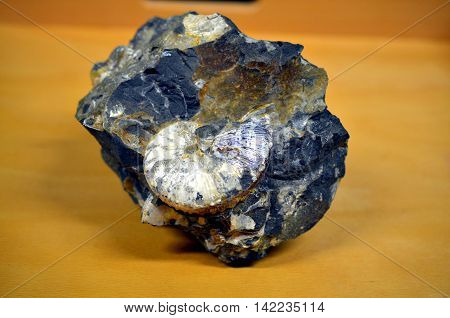white shimmering ammonite fossil in a massive rock with wooden background