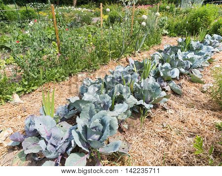 Mature vegetable garden with leafy greens and cabbages