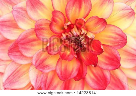 Macro of a yellow red dahlia - cultivar Hapet Darlene