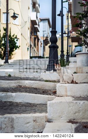 Old street with stone steps and sitting cat at Sitia town in eastern part of Crete island, Greece