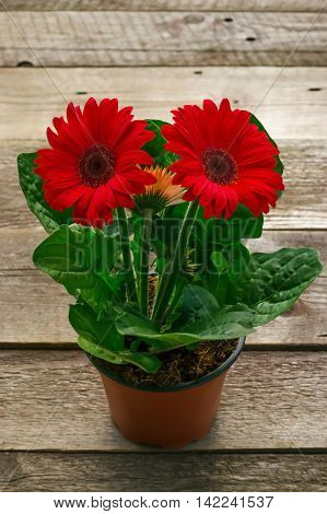 Pot with gerbera flower on wooden deck