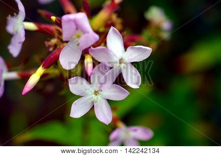 Pink inflorescence of Common centaury Botanical photo