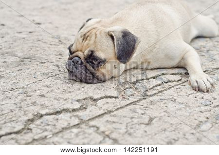 Cute Pug Lying,dog Very Sadd