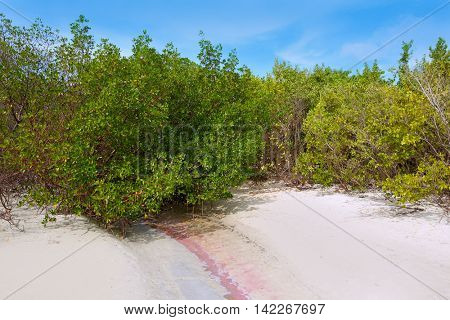 Florida bonita Bay beach mangrooves in USA