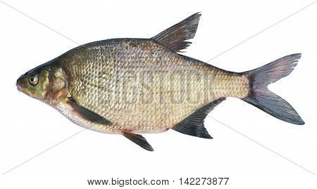 Bream ( Abramis brama ) on a white background . Adult female before spawning . Weight of fish - 2130 grams. Place catch - Oka River Irkutsk region . Harvest date - 14/06/2016
