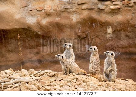 Family Of Meerkat Or Suricate