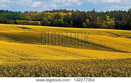 Beautiful Rape Field Summer Rural Landscape