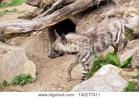 Striped Hyena (hyaena Hyaena)