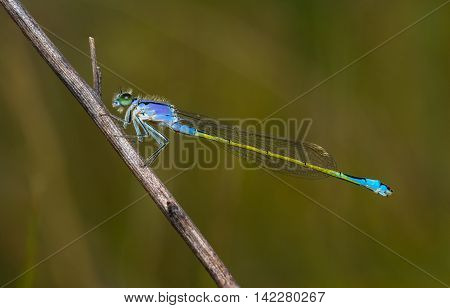 Dragonflies (lat. Odonata) -- team of well-flying predatory insects. Relatively large, with movable head, large eyes, short antennae setaceous, with four transparent wings with a dense network of veins elongated and slender abdomen.