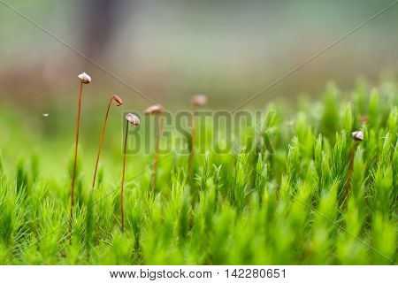 Mossy plants, or Mosses, and These mosses, or Bryophytes, (lat. Bryophyta) -- Department of higher plants, numbering about 10 000 species organized in about 700 genera and 110-120 families.