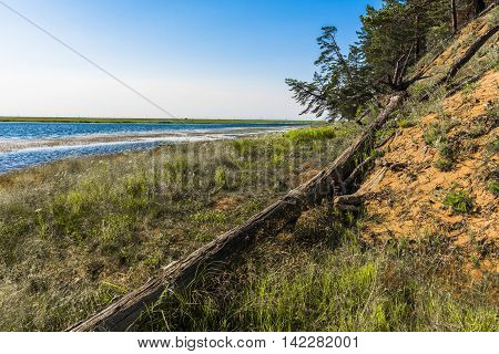 The spring flood every year washes away a steep sand Bank North of the river Kika, and then the pine trees standing on the edge of the cliff, falling into the water.