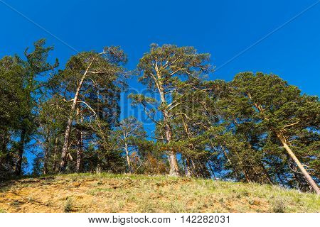 The steep sandy slopes of the river Kika overgrown pine forest, which looks very picturesque from the water's edge.
