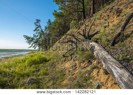 The spring flood every year washes away a steep sand Bank North of the river Kika, and then the pine trees standing on the edge of the cliff, falling into the water.