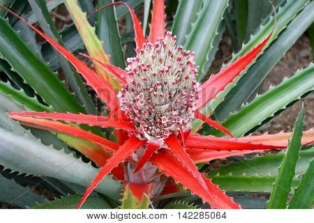Pink blooming bromeliad in summer in closeup