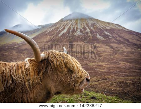 Side portrait of a Highland Cattle at the Glamaig mountains on Isle of Skye, Scotland, UK