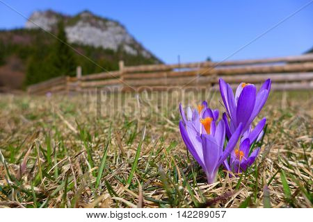 Violet crocus in meadow - Malino Brdo SLovakia
