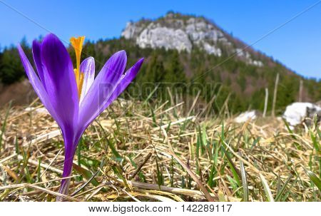 Violet crocus in meadow - Malino Brdo SLovakia