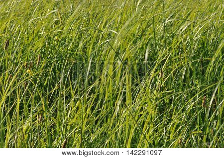 Sedges swaying in the wind. Wet meadow during haymaking. Lush green grass.
