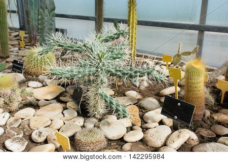 Cacti in a botanical garden Balchik Bulgaria