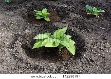 Yang green plant growing from the soil