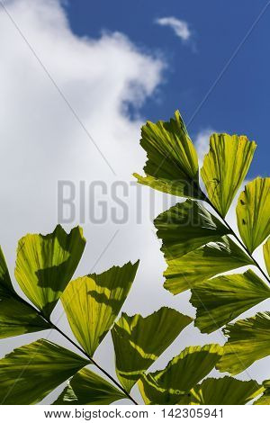 Caryota Mitis Fishtail Palm Leaves In Full Sun