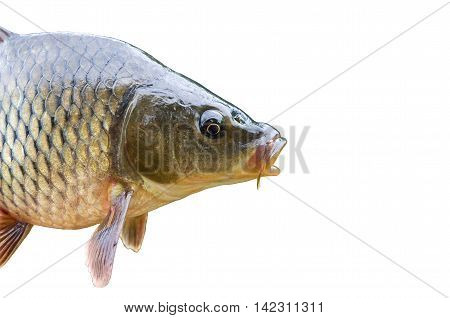 Head big carp isolated on white background