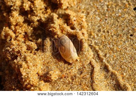 Emerita crab. Orange sand. Orange color. Beach