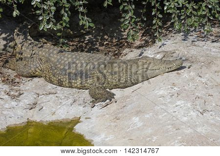 a big ferocious crocodile on the river
