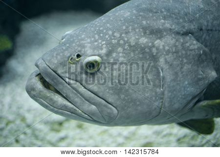 Close-up a Giant grouper under water aquarium