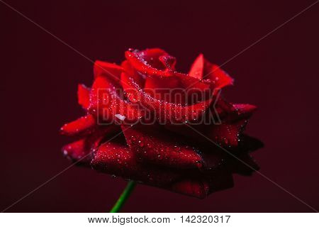 Fresh red rose flower with soft petals on drak background closeup
