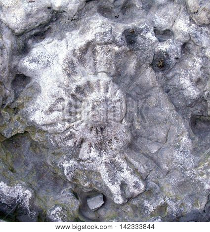 Ammonite Fossil in Rock on Runswick Bay Beach