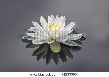 American White Water Lily (Nymphaea odorata) with reflection on a cloudy day - Haliburton Ontario Canada