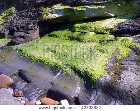 Moss on Rock at Base of Cliff on Beach at Runswick Bay in North Yorkshire