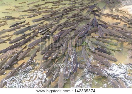 Mahseer Barb fish at Pliew Waterfall national park in Chanthaburi Thailand.