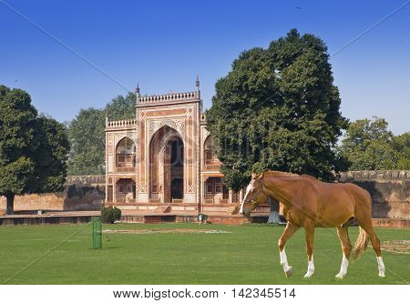 horse on a grass before Gate to Itmad-Ud-Daulah's Tomb (Baby Taj)(17th century) at Agra Uttar Pradesh India