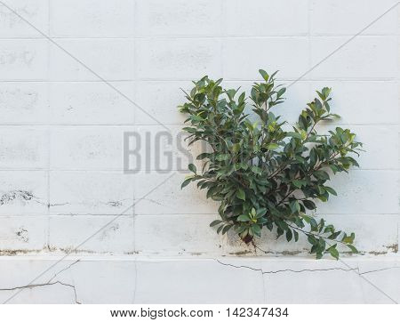 Struggle for survival of a plant on a wall