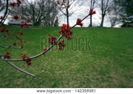 Blossoms of a red maple tree (Acer rubrum) during the spring in Joliet, Illinois.