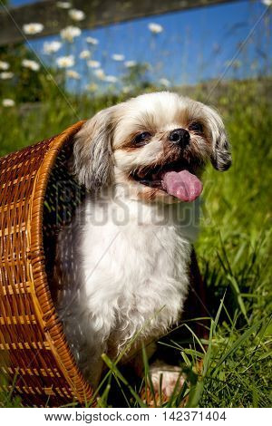 Cute little Shih-Tzu dog sitting in whicker basket on side panting, with wildflowers, grass and blue sky