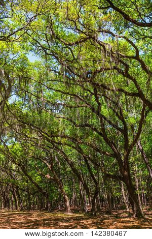 Canopy of old live oak trees draped in spanish moss. Savannah Georgia USA