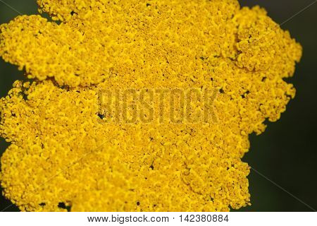 Macro photo of fernleaf yarrow flowers (Achillea filipendulina)