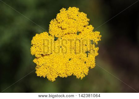 Macro photo of fernleaf yarrow flowers (Achillea filipendulina)