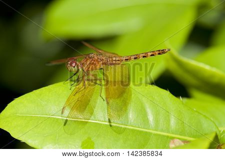 Common Parasol (Neurothemis fluctuans) dragonfly is resting on a green leaf